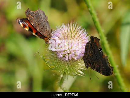 Schmetterling Pfau - Inachis Io Fütterung auf Blume Karde - Dipsacus Fullonum Stockfoto