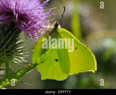 Brimstone Schmetterling - Gonepteryx Rhamni männlich, Unterseite auf Kratzdistel - Cirsium vulgare Stockfoto