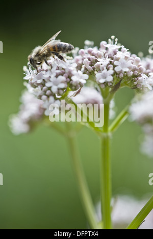 gemeinsamen Baldrian, Valeriana officinalis Stockfoto