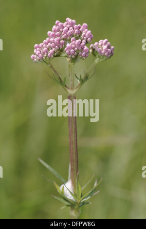 gemeinsamen Baldrian, Valeriana officinalis Stockfoto