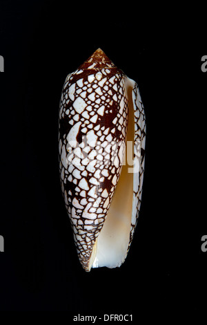 Conus Aulicus, fürstlichen Kegel, räuberische Meeresschnecke, Kegel-Muscheln, braun mit weißer Muschel auf dunklem Hintergrund, Ocean marine shel Stockfoto