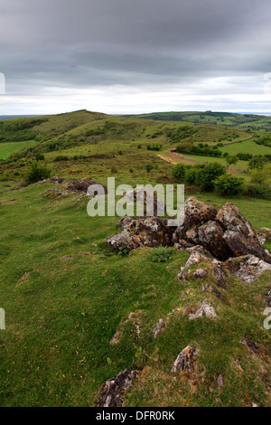 Sommer, schwankend, Somerset Levels, Mendip Hügel, Somerset County, England, UK Stockfoto