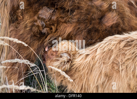 junge Galloway Trinkmilch bei Müttern Nippel in niederländischen wilde Natur Stockfoto