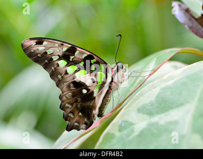 Tailed Jay Schmetterling (Graphium Agamemnon) Siitting auf die grüne Pflanze. Stockfoto