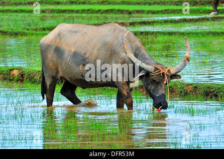 Haustiere in Thailand - asiatische Wasserbüffel Fütterung im Reisfeld (Koh Yao Noi, Phang-Nga) Stockfoto