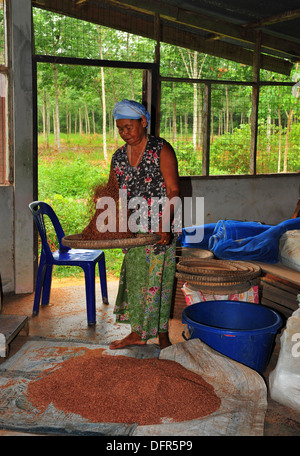 Reisanbau in Thailand - Frau Siebung Sangyod Reis (Phattalung Provinz in Süd-Thailand) Stockfoto