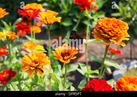 Schmetterling, Jagd auf Blumen im Garten. Stockfoto