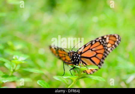 Der Monarchfalter (Danaus Plexippus) auf die grüne Blume sitzen. Stockfoto