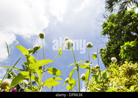 Weiße Kugel Amaranth oder Bachelor Knopf Blume und blauer Himmel. Stockfoto