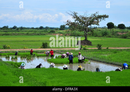 Reisanbau in Thailand - Reis Pflanzen (Sukhothai Airport) Stockfoto
