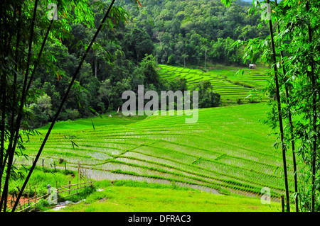 Reisanbau in Thailand - Reihenhaus grüne Reisfelder im Doi Inthanon National Park, Chiang Mai im Norden Thailands Stockfoto