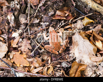 Grasfrosch (Rana Temporaria) im Herbst Wurf Stockfoto