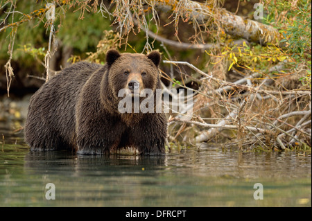 Grizzlybären, Ursus arctos, Jagd sockeye Lachse in einer Salmon River, Chilcotin Wildnis, BC, Kanada Stockfoto