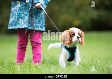 Mädchen nehmen King Charles Spaniel Welpen für Spaziergang Stockfoto