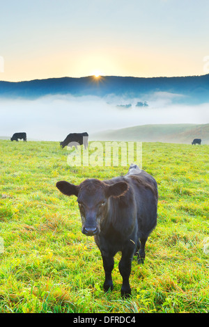 Dawn, Western Highland County, Hightown, Virginia, USA Stockfoto