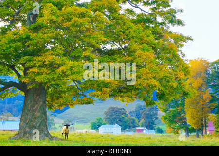 Dawn, Western Highland County, Hightown, Virginia, USA Stockfoto