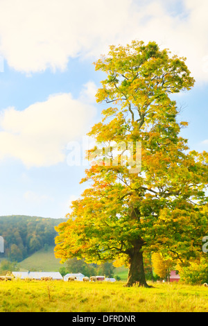 West Highland County, Hightown, Virginia, USA Stockfoto