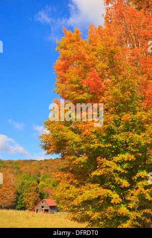 West Highland County, Hightown, Virginia, USA Stockfoto