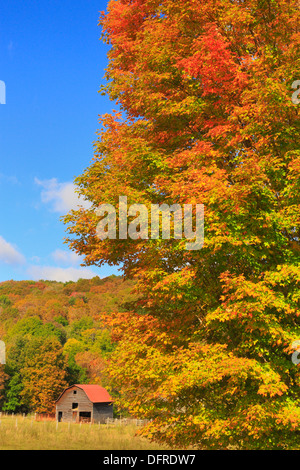 West Highland County, Hightown, Virginia, USA Stockfoto