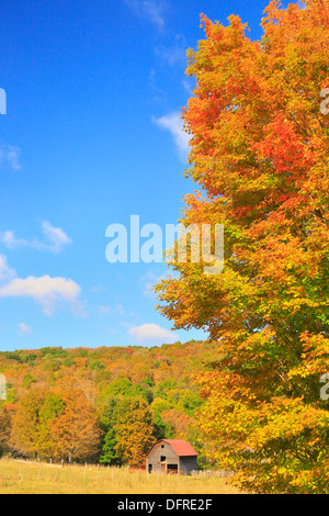 West Highland County, Hightown, Virginia, USA Stockfoto