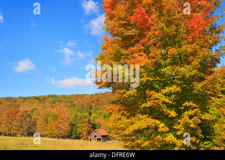 West Highland County, Hightown, Virginia, USA Stockfoto