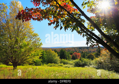 Amsel Knauf, Blackbird Trail, Dolly Grassoden Wildnis, Hopeville, West Virginia, USA Stockfoto
