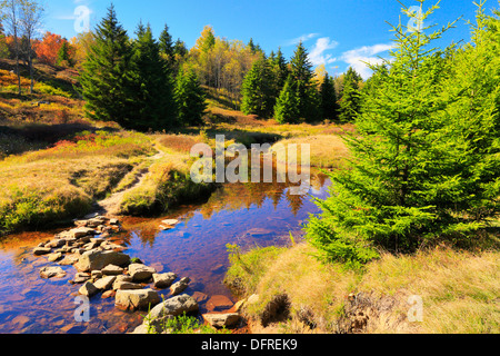 Links Gabel Red Creek, Blackbird Trail, Dolly Grassoden Wildnis, Hopeville, West Virginia, USA Stockfoto