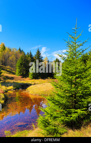 Links Gabel Red Creek, Blackbird Trail, Dolly Grassoden Wildnis, Hopeville, West Virginia, USA Stockfoto