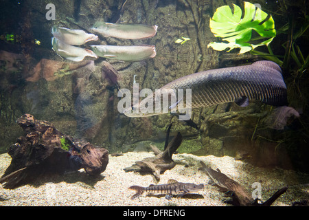 großer Süßwasser Fisch - Arapaima gigas Stockfoto