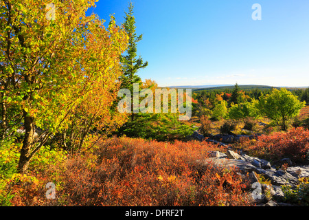 Blackbird Trail, Dolly Grassoden Wildnis, Hopeville, West Virginia, USA Stockfoto