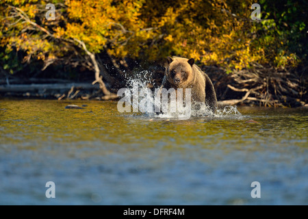 Grizzlybären, Ursus arctos, Fang laichen sockeye Lachse in einer Salmon River, Chilcotin Wildnis, BC, Kanada Stockfoto