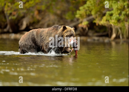 Grizzlybären, Ursus arctos, Fang laichen sockeye Lachse in einer Salmon River, Chilcotin Wildnis, BC, Kanada Stockfoto