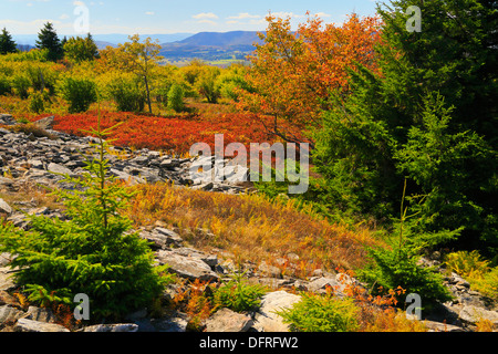 Canaan Valley, Harman-Regler, Rocky Ridge Trail, Dolly Grassoden Wildnis, Hopeville, West Virginia, USA Stockfoto