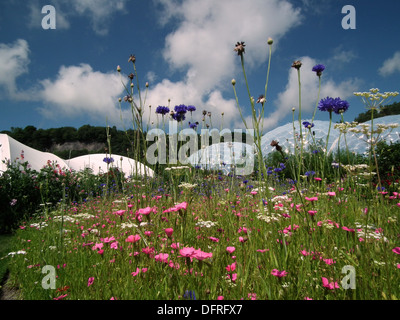 Eden Project in Cornwall, England Stockfoto