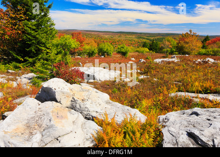 Harman-Knauf, Rocky Ridge Trail, Dolly Grassoden Wildnis, Hopeville, West Virginia, USA Stockfoto