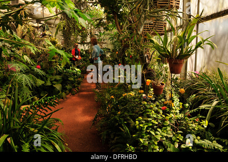 Besucher genießen Butterfly Magic in Tucson Botanical Gardens, Tucson, Arizona, USA. Stockfoto