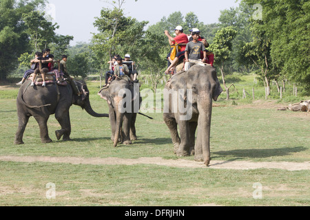 Touristen, Reiten auf Elefanten für Elefantsafari, Chitwan Nationalpark Chitwan, Nepal. Stockfoto