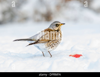 Wacholderdrossel, Futter für Äpfel im Schnee begraben. Stockfoto