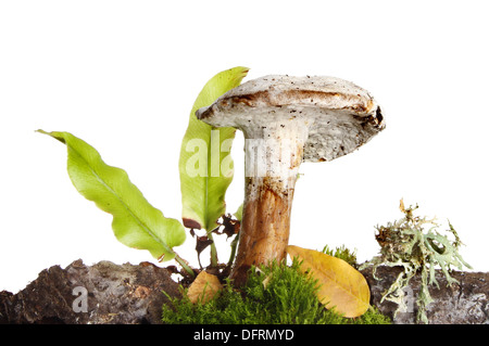Fliegenpilz-Pilze und Farne wachsen unter Moos und Laub Wurf Stockfoto