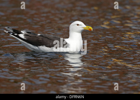 Große Black-backed Gull (Larus Marinus) Erwachsene Stockfoto