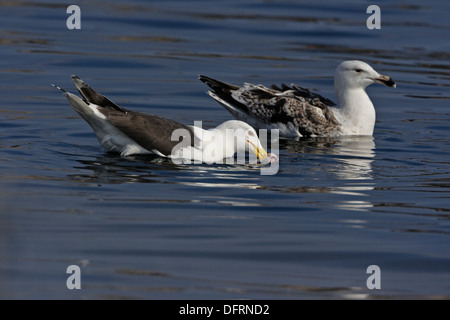 Große schwarz-unterstützte Möve (Larus Marinus) Erwachsene und unreifen 3 cy Stockfoto