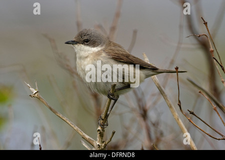 Lesser Whitethroat (Sylvia Curruca) Stockfoto