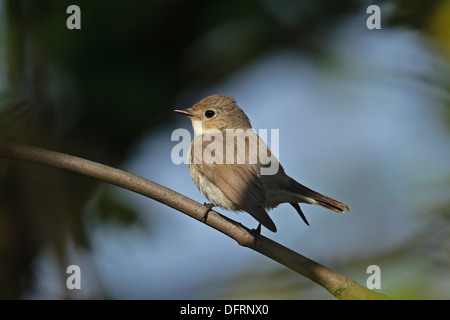 Red-breasted Fliegenschnäpper (Ficedula Parva) weiblich Stockfoto