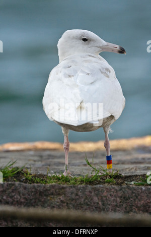 Glaucous Gull (Larus Hyperboreus) unreif 2 cy Stockfoto