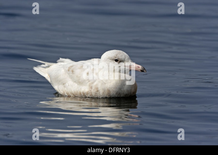 Glaucous Gull (Larus Hyperboreus) unreif 2 cy Stockfoto