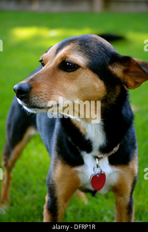 Meagle - Min-Pin Beagle Mischling Hund Stockfoto