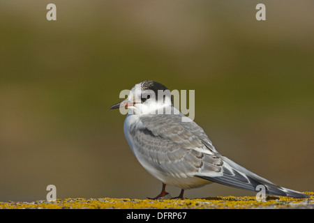 Küstenseeschwalbe (Sterna Paradisaea) Juvenile Stockfoto