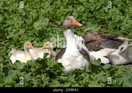 Heimische Gänse mit Flügge auf der grünen Wiese im Sommer Stockfoto