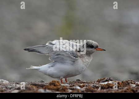 Küstenseeschwalbe (Sterna Paradisaea) juvenile Stockfoto