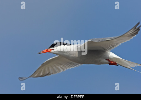 Gemeinsamen Tern Sterna Hirundo im Flug Stockfoto